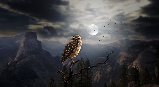 owl shadow